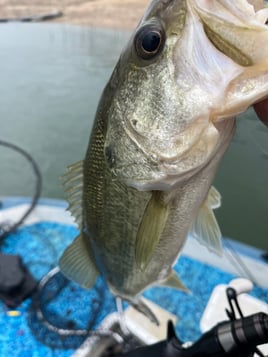 Limited offer 4 hours this week Austin, TX Bass Fishing