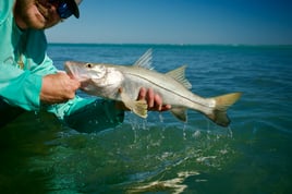 Snook Fishing in Islamorada, Florida