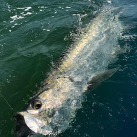 Tarpon Fishing in Marathon, Florida