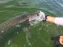 Islamorada Tarpon on the Fly