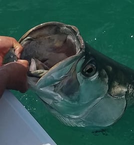 Islamorada Tarpon on the Fly