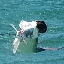 Islamorada Tarpon on the Fly