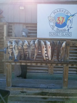 Black Drum, Redfish Fishing in Port Aransas, Texas