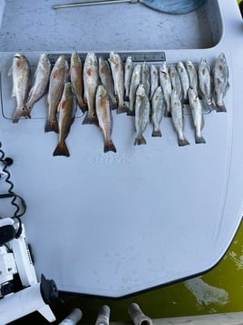 Redfish, Speckled Trout Fishing in South Padre Island, Texas