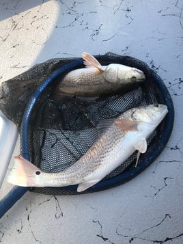 Redfish Fishing in South Padre Island, Texas