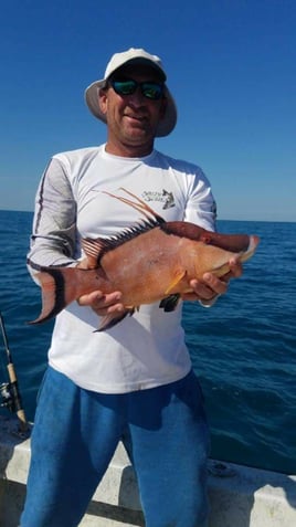 Hogfish Fishing in Holmes Beach, Florida