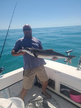 Cobia Fishing in Holmes Beach, Florida