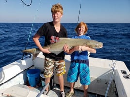 Cobia Fishing in Holmes Beach, Florida