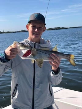 Snook Fishing in Holmes Beach, Florida