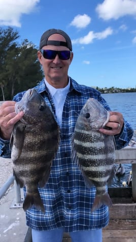 Sheepshead Fishing in Holmes Beach, Florida