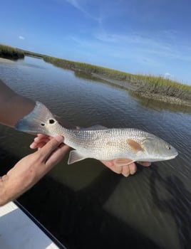 Inshore Rod Bending Action