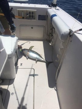 Nearshore Bluefin Special