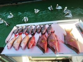 Clearwater offshore Reefs & Wrecks