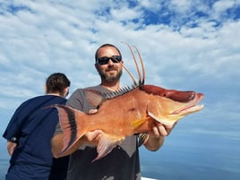 Clearwater Nearshore Reefs & Wrecks