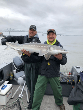 Sturgeon Catch and Release Trip