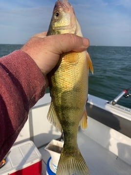 Honing in on Perch