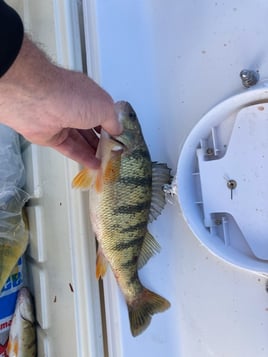 Perch Fishing in Oak Harbor, Ohio