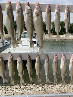 Honing in on Walleye