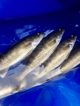 Whacking Walleye on the Columbia