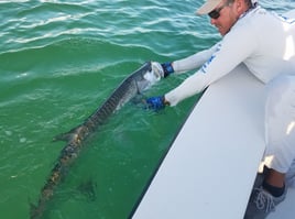 Tarpon On the Fly