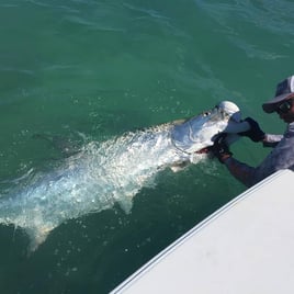 Tarpon On the Fly