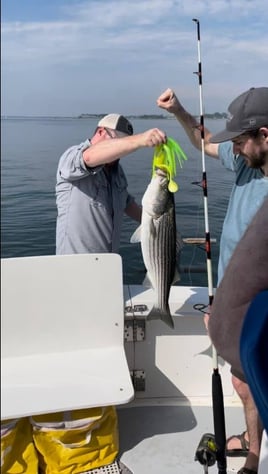 Striped Bass Fishing in Port Washington, New York