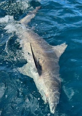 Shark & Bull Drum Fishing