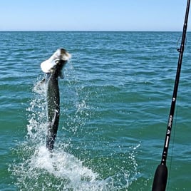 Boca Grande Tarpon Hook-Up