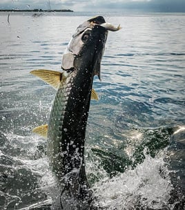 Boca Grande Tarpon Hook-Up