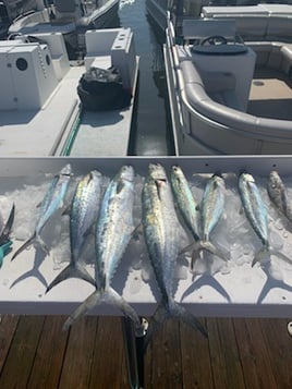 Fort Myers Inshore Fishing Trip