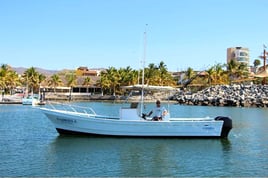 Punta Mita Roosterfish