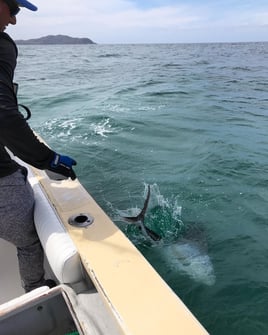 Roosterfish Fishing in La Cruz de Huanacaxtle, Nayarit