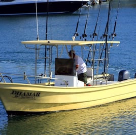 Punta Mita Roosterfish