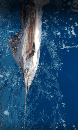 Marathon Key Swordfish Hunt