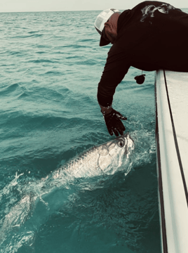 Bokeelia Tarpon Action