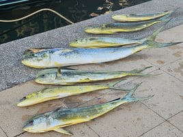 Mahi Mahi Fishing in Dania Beach, Florida