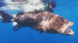 Cabo Spearfishing