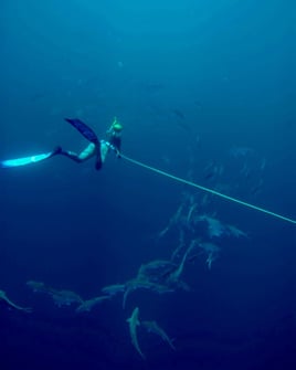 Blue Water Spearfishing Trip