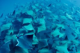 Stingray Fishing in Cabo San Lucas, Baja California Sur