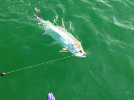 Tarpon on the Fly