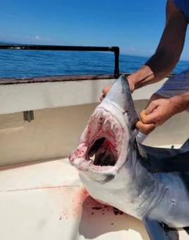 Shark fishing Montauk