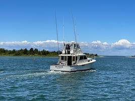 Shark fishing Montauk