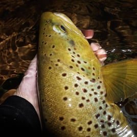 Premier Nighttime Trout Trip