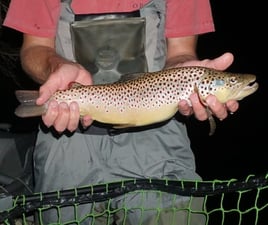 Premier Nighttime Trout Trip