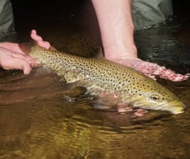 Premier Nighttime Trout Trip