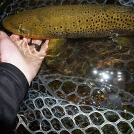 Premier Nighttime Trout Trip