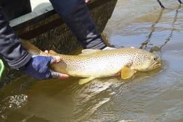 Michigan Streamer Trout Trip