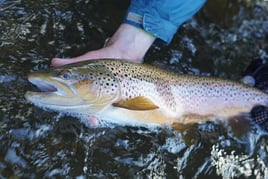 Michigan Streamer Trout Trip