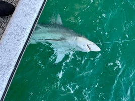 4hr Shark fishing