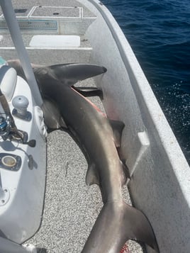 4hr Shark fishing